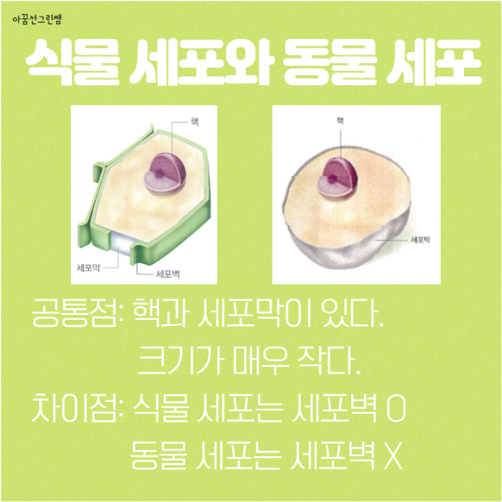 단순 식물세포와 동물세포